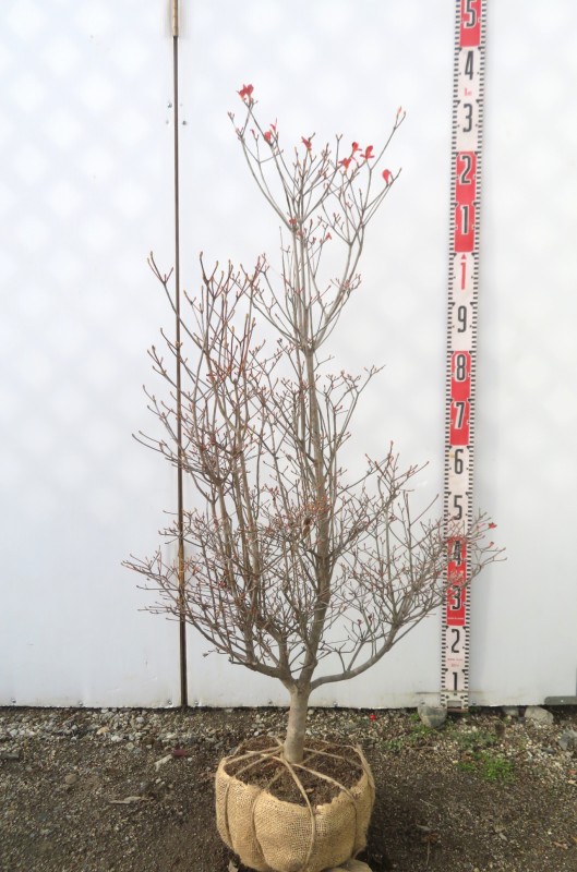 楽天市場】【現品】ベニドウダンツツジ(紅ドウダンツツジ) 苗木 樹高