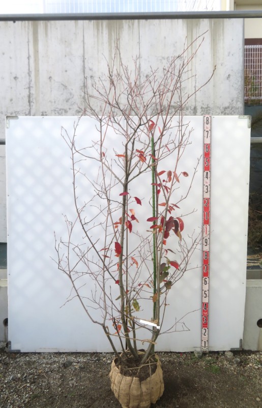 ジューンベリー　特大 楽天市場】ジューンベリー 1.7m 露地 苗木 : トオヤマグリーン