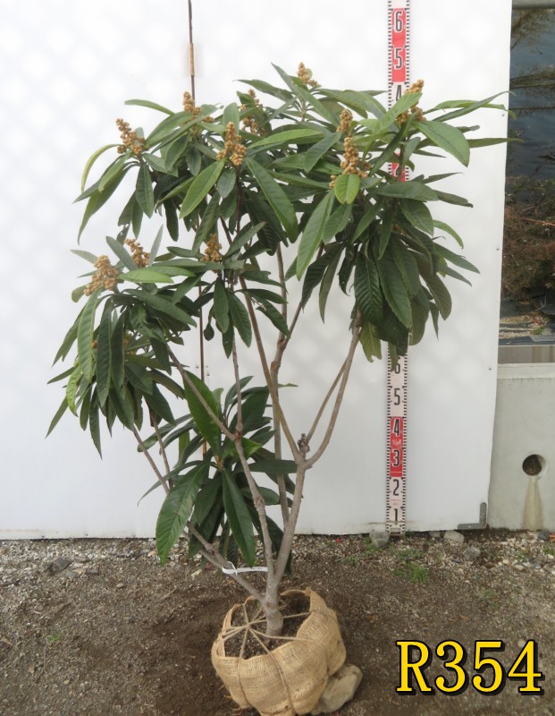 楽天市場】【現品】斑入り枇杷の木（フイリビワ） 苗木(接木苗) 樹高