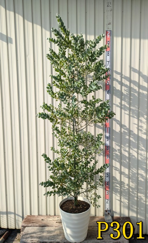 楽天市場】【現品販売】パールアカシア ポダリリーフォリア 10号