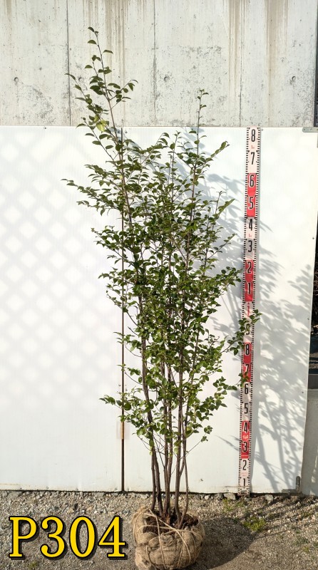 楽天市場】【現品発送】ソヨゴ 苗木 株立ち 雄株(オス株) 樹高1m