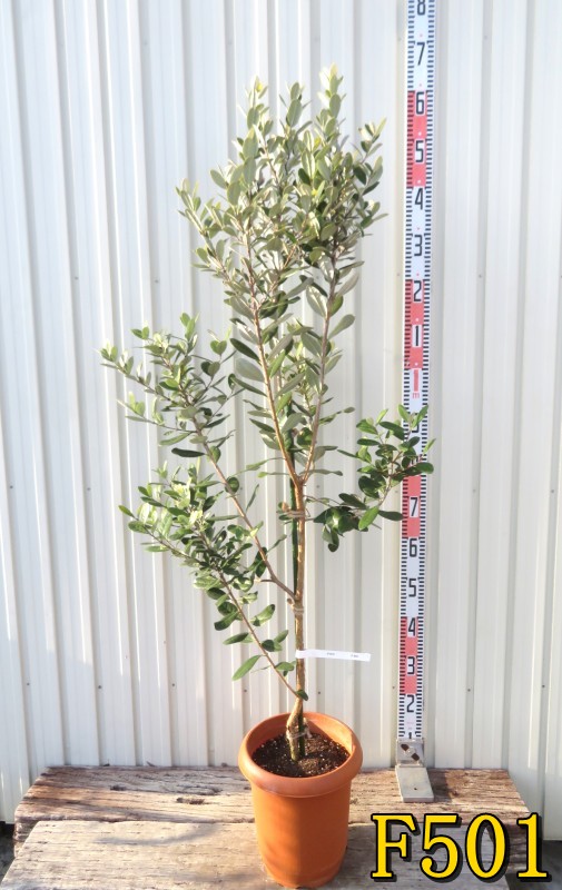 楽天市場】【現品】フェイジョア トライアンフ 苗木 7号 Y247 : 千草園芸