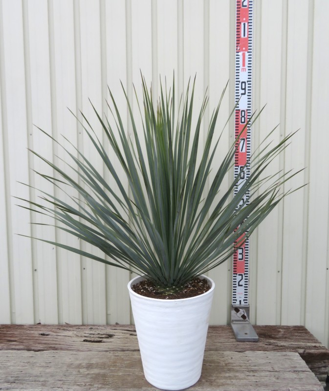 楽天市場】ユッカ ロストラータ 【現品産直】グリーン10号鉢植え