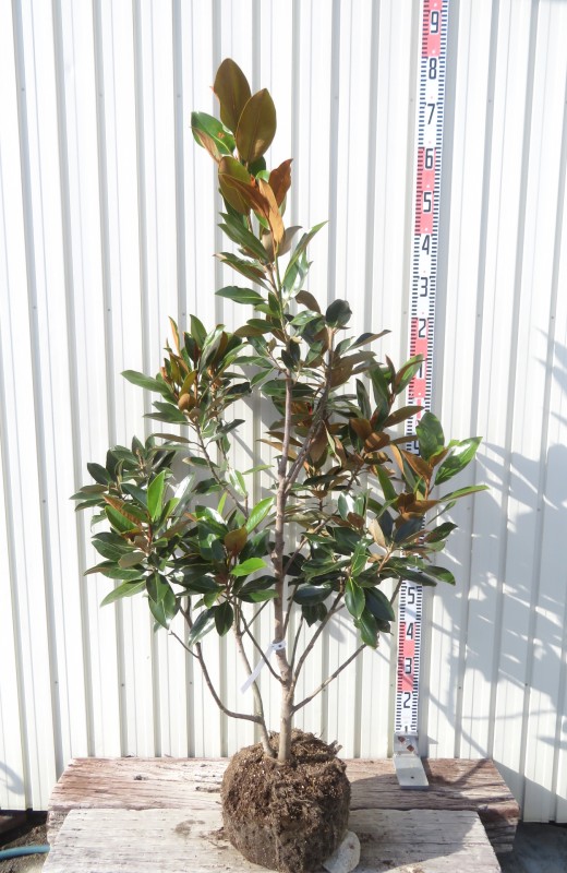 楽天市場】【現品/K420】四季咲きタイサンボク リトルジェム 泰山木