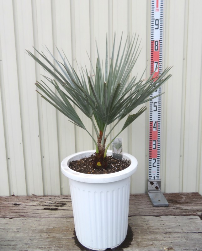 楽天市場】【現品発送】ナンノロプス アラビカシルバー（耐寒性椰子