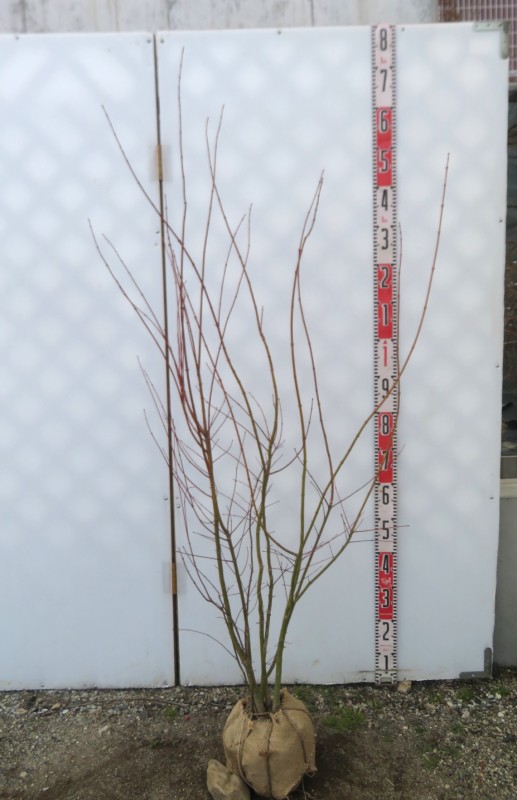 楽天市場】【現品発送】オトコヨウゾメ 苗木 特大 株立ち 樹高2.1m