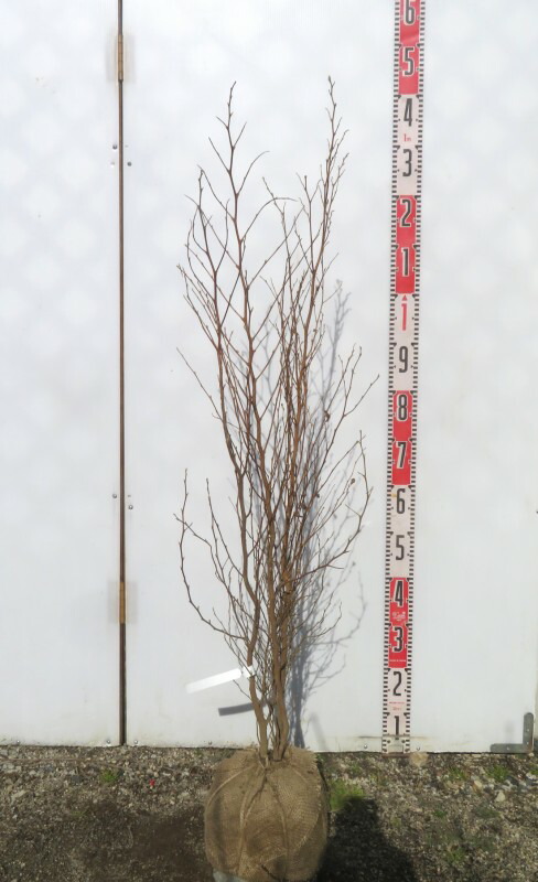 楽天市場】シラカバ(白樺) ジャクモンティー 苗木 樹高.1.2m～1.3m 7