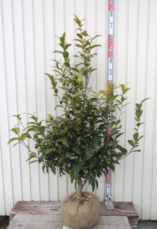 楽天市場】【現品発送】肥後椿（ヒゴツバキ） 王冠（オウカン） 1.1m