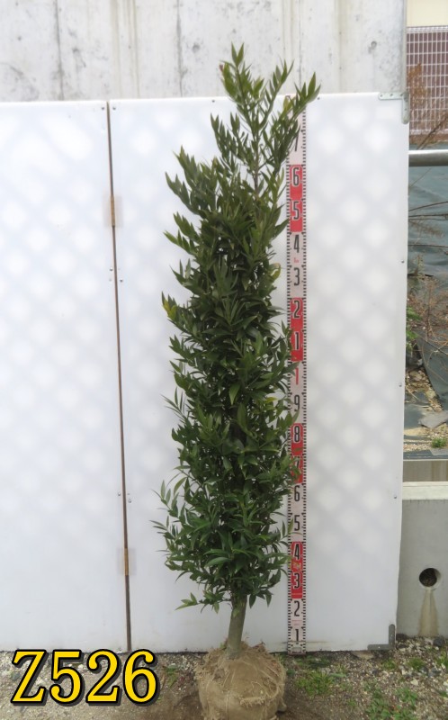 【現品】ナギノキ（梛の木）　苗木　樹高約1.5m　Z526