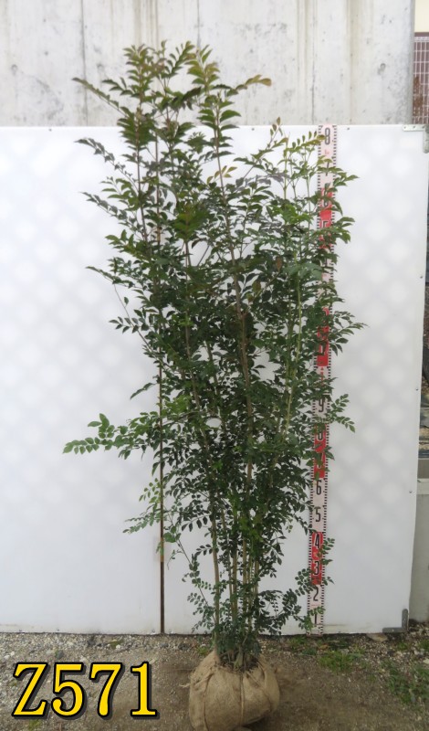 楽天市場】ドラセナ コルジリネ コーヒークラシック 苗木 6号