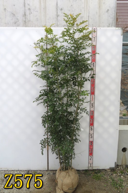 楽天市場】シラカバ(白樺) ジャクモンティー 苗木 樹高.1.2m～1.3m 7