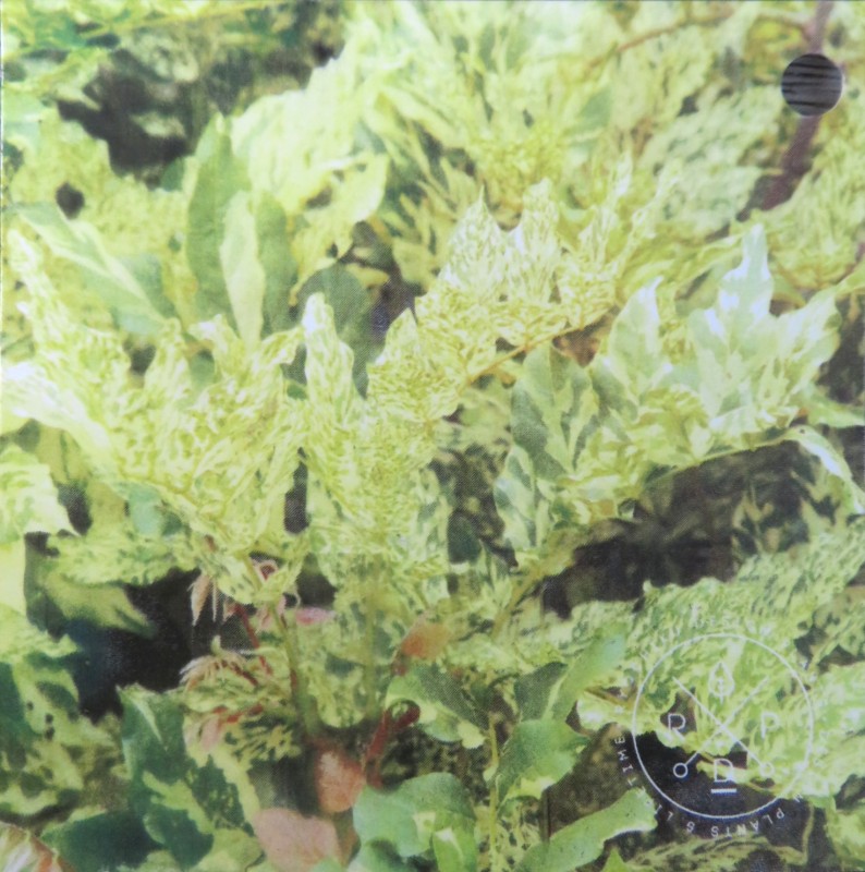 【現品/F701】斑入り藤(フイリフジ)　福智山(フクチヤマ)　苗木　12号鉢植え　【藤の木　藤の花　斑入り葉】