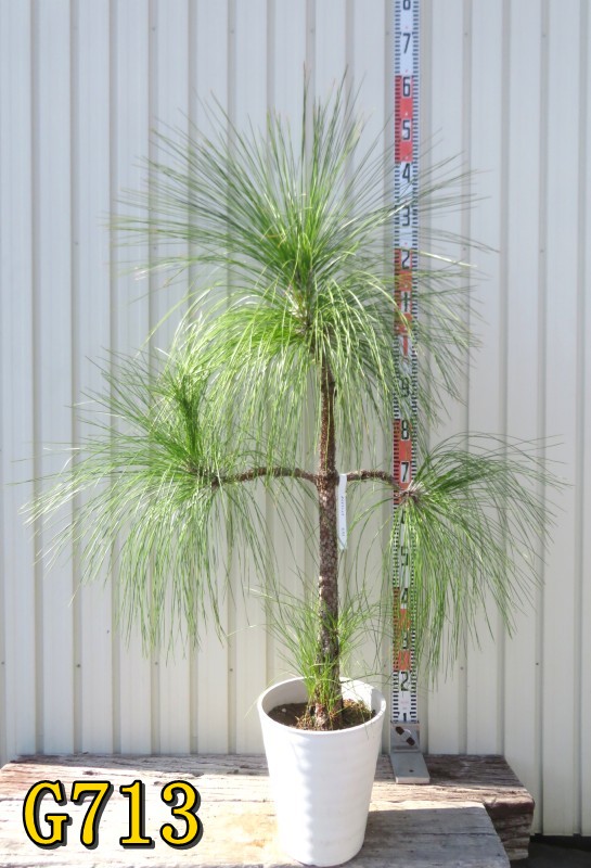 【選べる現品】大王松(ダイオウショウ) 苗木　8号鉢植え(k08)｜千草園芸