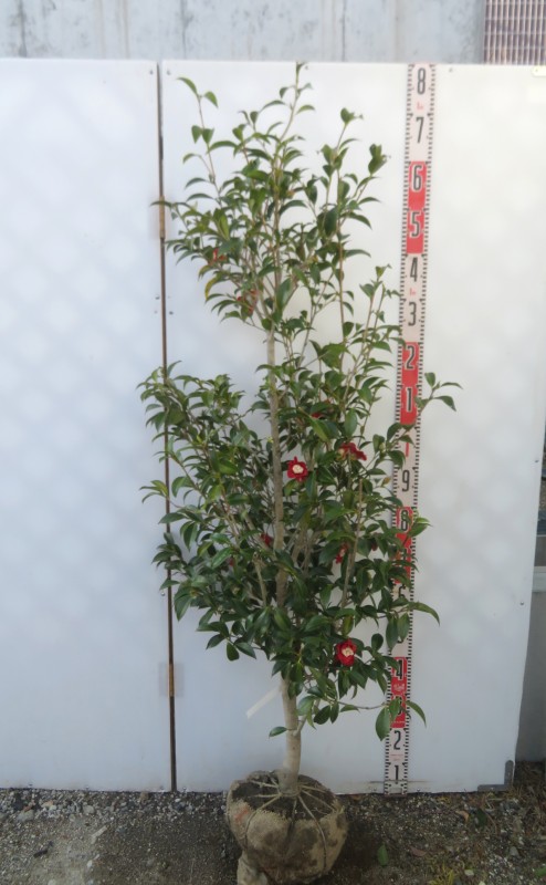 【現品/C750】椿(ツバキ)　白芯卜伴(ハクシンボクハン)　苗木　樹高約1.5ｍ
