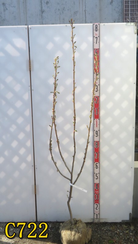【選べる現品】ジューンベリー　バレリーナ　株立ち　苗木　樹高約1.5m～