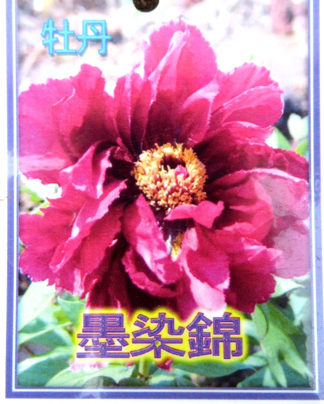 楽天市場】【選べる現品】ボタン(牡丹) 苗木 墨染錦(スミゾメニシキ) 7