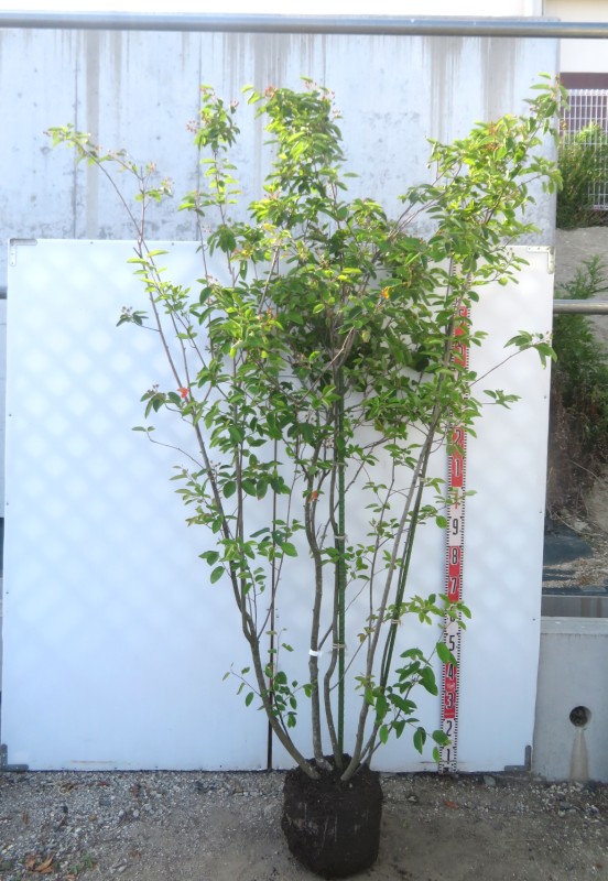 【現品】ジューンベリー　苗木　株立ち　樹高約1.9ｍ　J105｜千草園芸