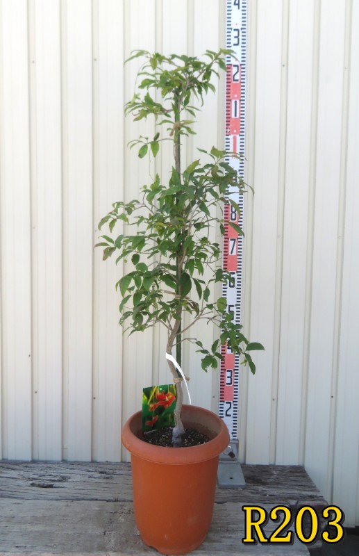 【選べる現品】風鈴ツリバナ（フウリンツリバナ)　苗木　8号鉢植え｜千草園芸