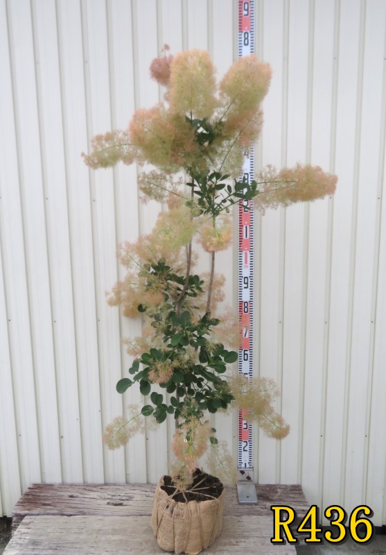 【選べる現品】スモークツリー　ヤングレディー　雌木　苗木　樹高約1.2m｜千草園芸