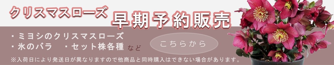 楽天市場】【現品発送】斑入りハラン 夢ほたる（ユメホタル） ７号苗（h44） : 千草園芸