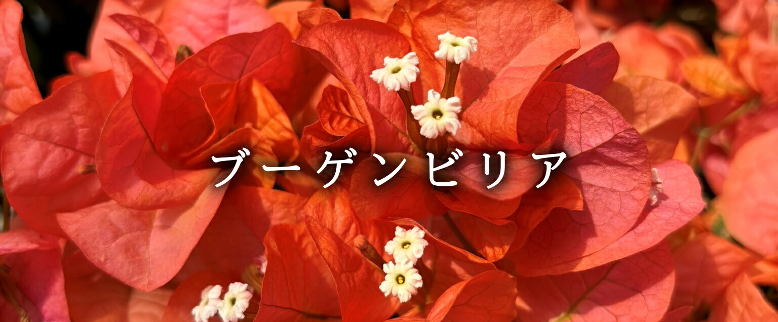 楽天市場】ブーゲンビリア レッド 株立ち仕立て 5号鉢植え(h10) : 千草園芸