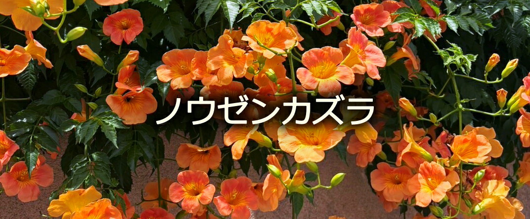 楽天市場】ニセアカシア フリーシア 0.6m : 千草園芸