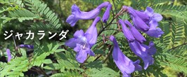 楽天市場】ニセアカシア フリーシア 0.6m : 千草園芸