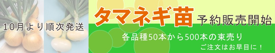 楽天市場】【現品発送】斑入りハラン 夢ほたる（ユメホタル） ７号苗（h44） : 千草園芸