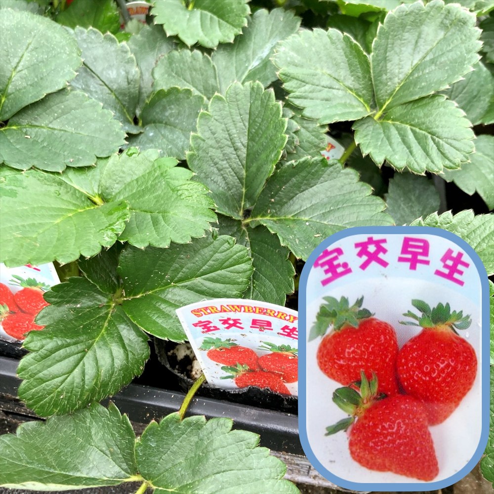 楽天市場】タマネギ苗 タキイの赤玉ねぎ苗 50本 : 千草園芸