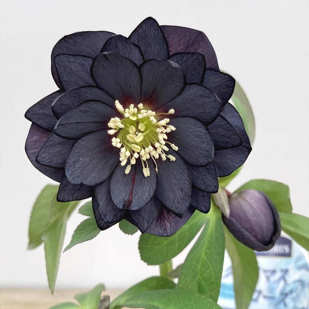 楽天市場】クリスマスローズ 実生苗 バイカラー・グレープ系 ダブル