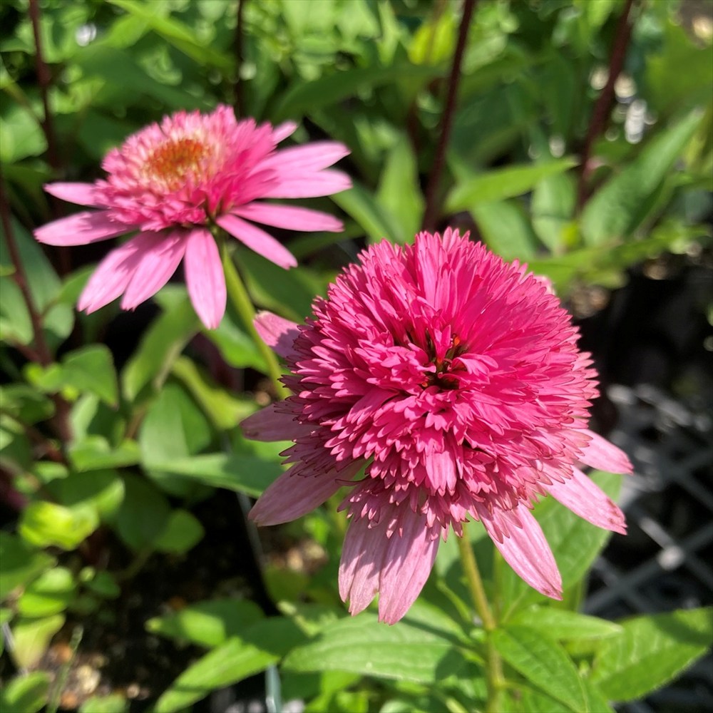 エキナセア苗 楽天市場】エキナセア グリーンツイスター 4号苗(i11) : 千草園芸