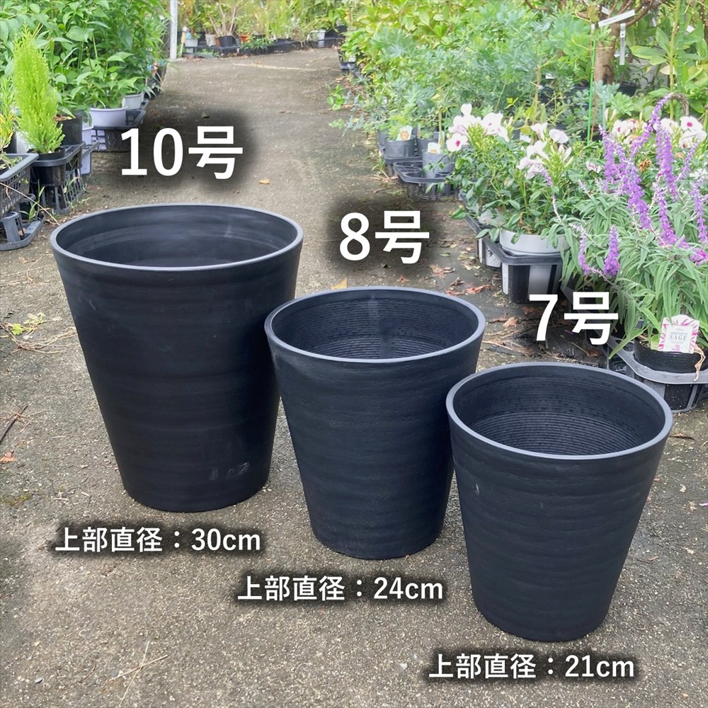 美品★ 蘇轍★ ソテツ 蘇鉄 (ソテツ) 40cm Good Style 苗 観葉植物 : 苗木部 花ひろば