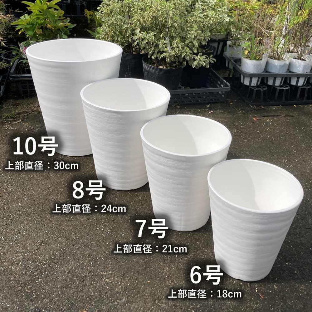 ⭐ユッカ・シルバースター⭐(極太) 鉢下より約120㎝ ⭐ユッカ・シルバースター⭐(極太) 鉢下より約120㎝