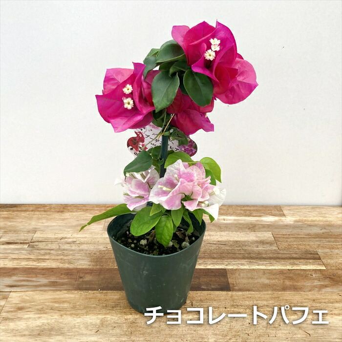 沖縄小浜島産ブーゲンビリアパープルカット苗木4〜5本 - メルカリ