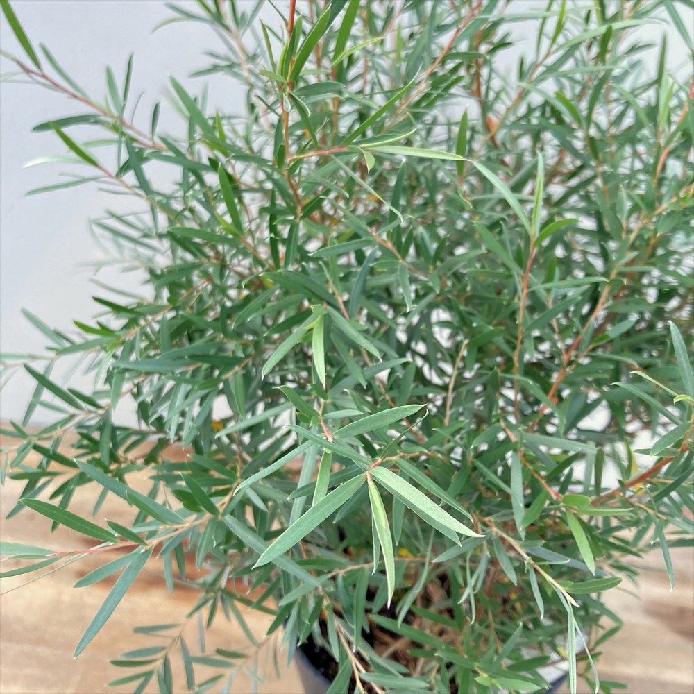 楽天市場】【現品発送】トックリラン（ポニーテール） 8号フレグラー