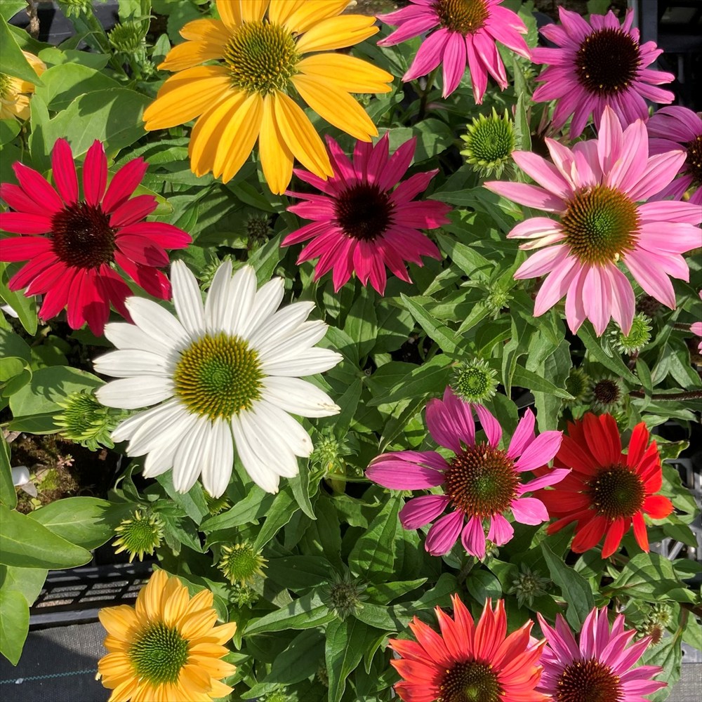 楽天市場】エキナセア アルチザン ソフトオレンジ 4号苗（J02