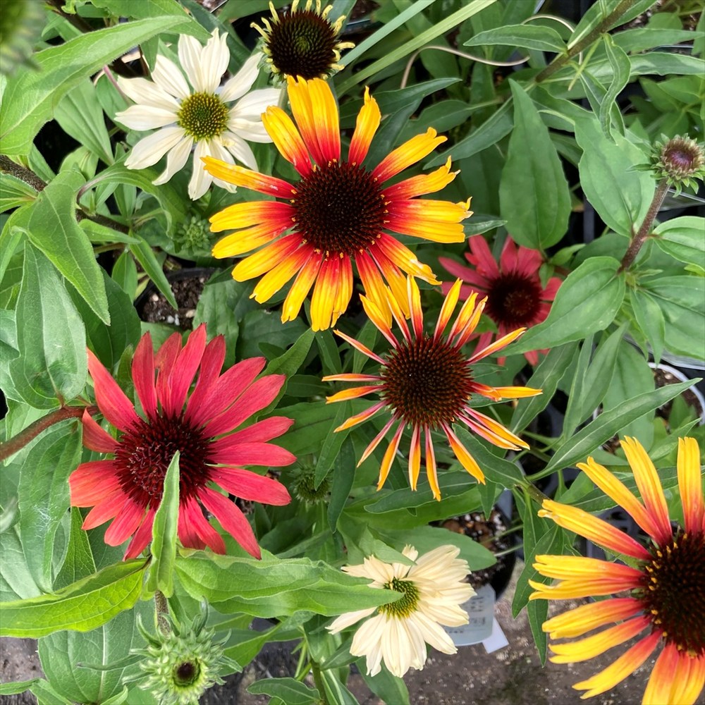 楽天市場】ノリナ【エクセルサ】 5号ポット苗 耐寒性南欧風プラン