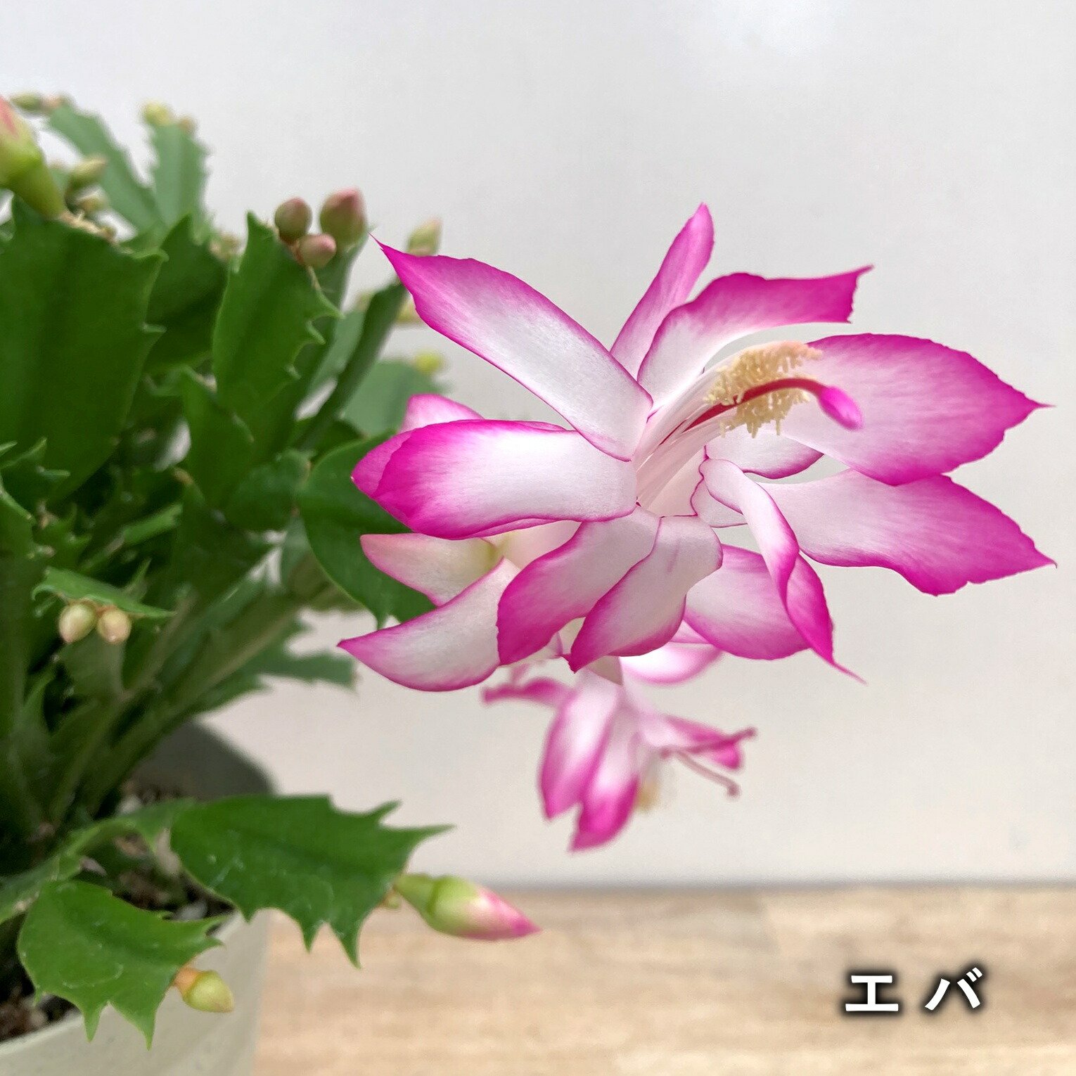 多肉植物 シャコバサボテン AN083 (カキコ) 多肉植物 シャコバサボテン