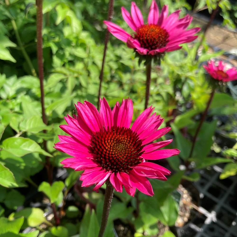 エキナセア苗4品種 エキナセア苗4品種 エキナセア 選べる♪5種類 | 橋本種苗園