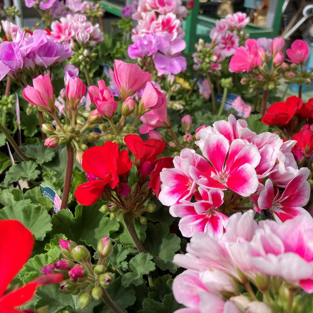 楽天市場】ゼラニウム ファイヤーワークス ピンク 5号鉢 花火の