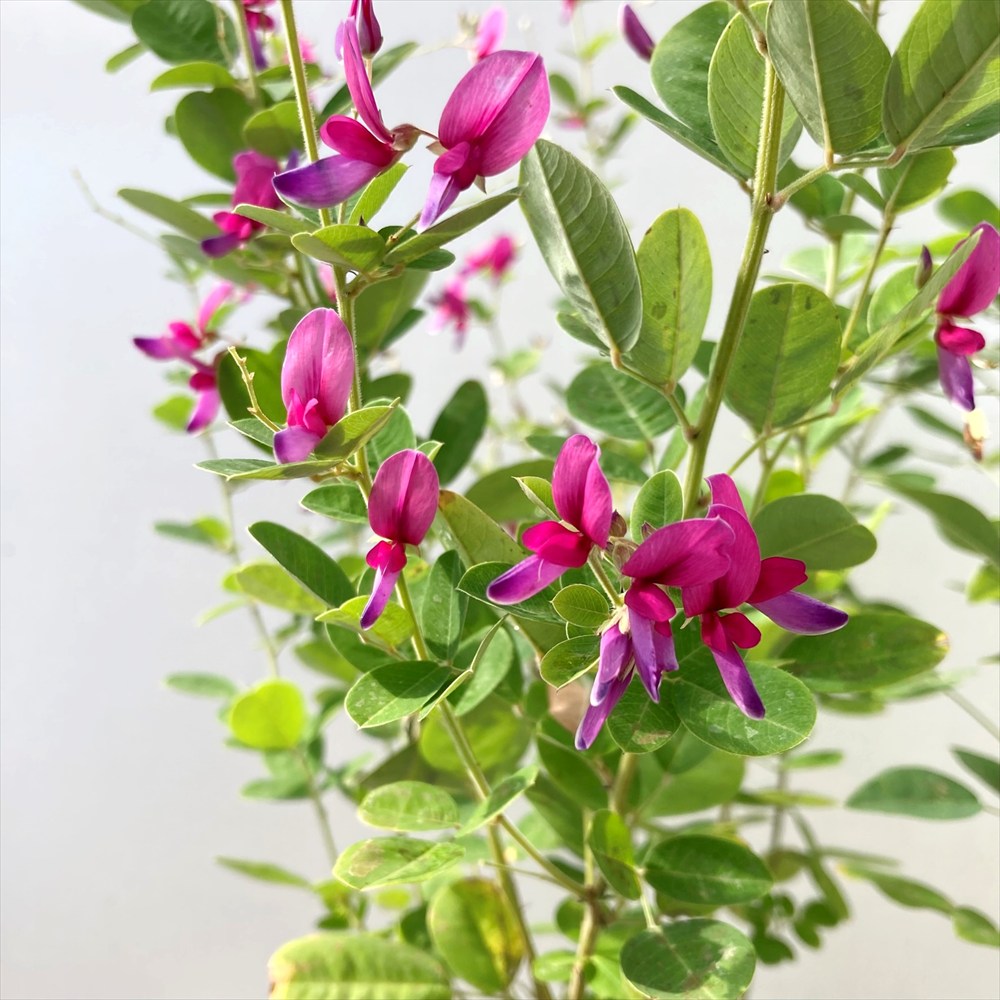 【花入18】萩3  白萩　小松健　高さ20.5㎝ 花入18】萩3 白萩 小松健 高さ20.5㎝ 花入18】萩