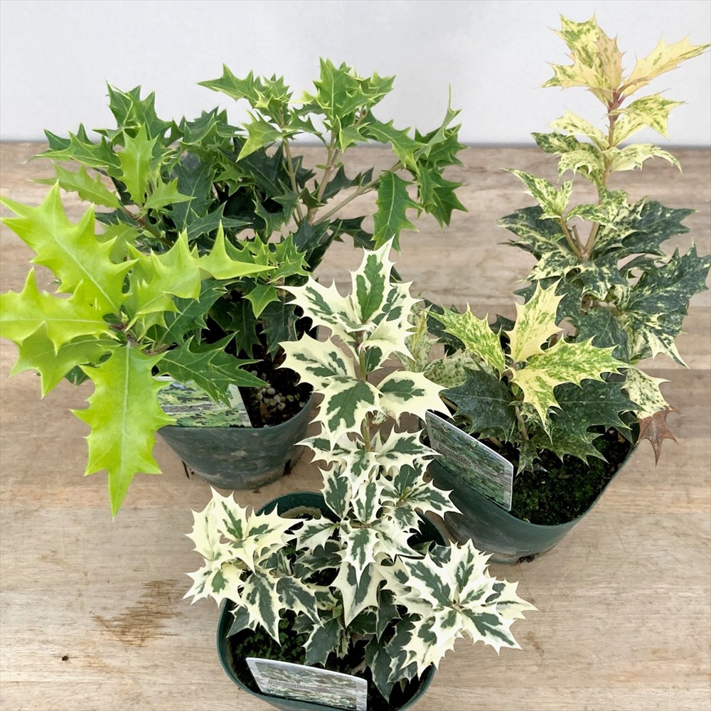 楽天市場】斑入り柊(フイリヒイラギ) 縞柊(シマヒイラギ) 苗木 樹高