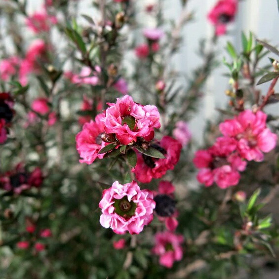 楽天市場】【レプトスペルマム属】ギョリュウバイ八重咲（御柳梅