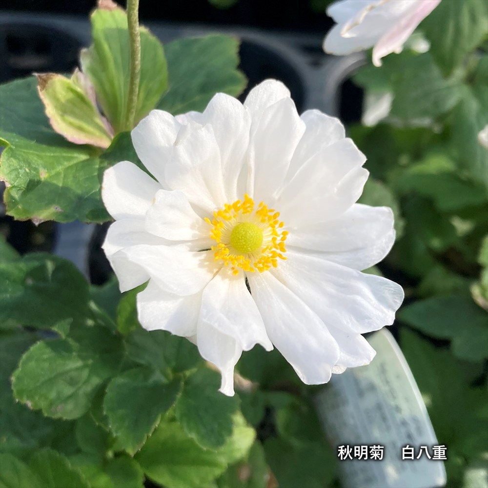 楽天市場】秋明菊（シュウメイギク） 八重桃色 3.5号苗（i07） : 千草園芸