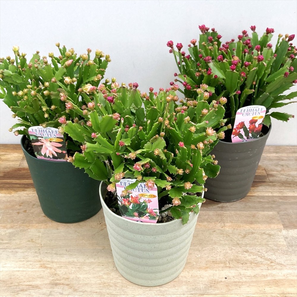 楽天市場】シャコバサボテン「蝦蛄葉サボテン」3.5号鉢【サニー