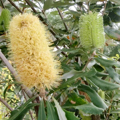 楽天市場】観葉植物 鉢花 苗：バンクシア メンジーシー*6号 Banksia
