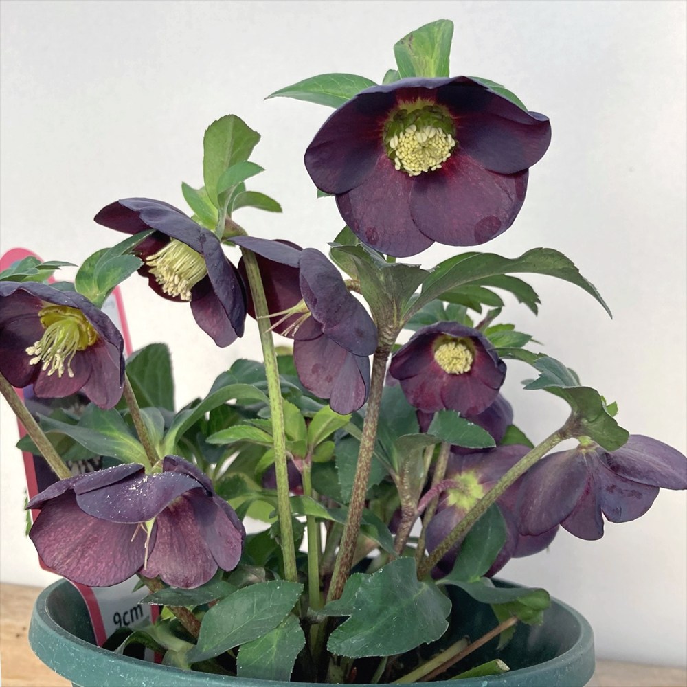 楽天市場】【現品】クリスマスローズ セミダブル咲き ピンクグリーン系