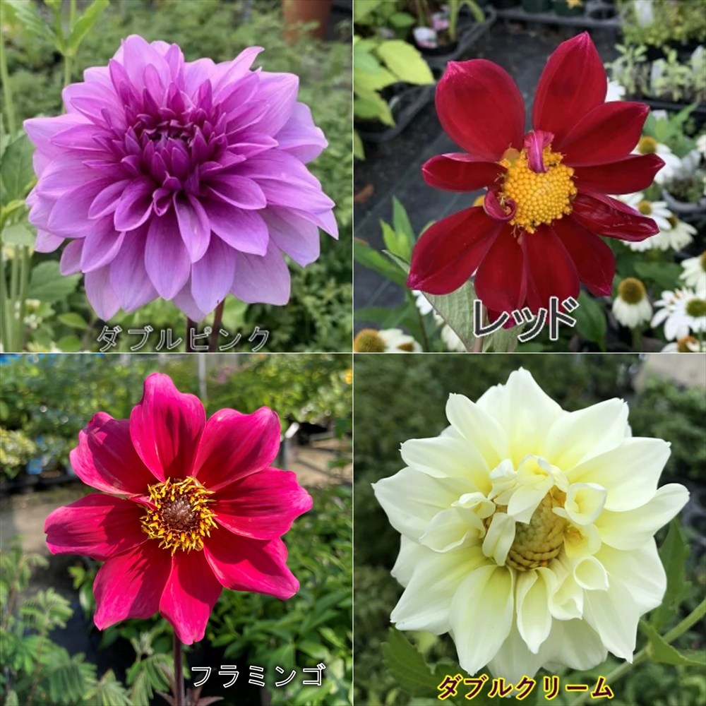 楽天市場】八重咲き皇帝ダリア苗 白花 ホワイトエンジェル 3.5号