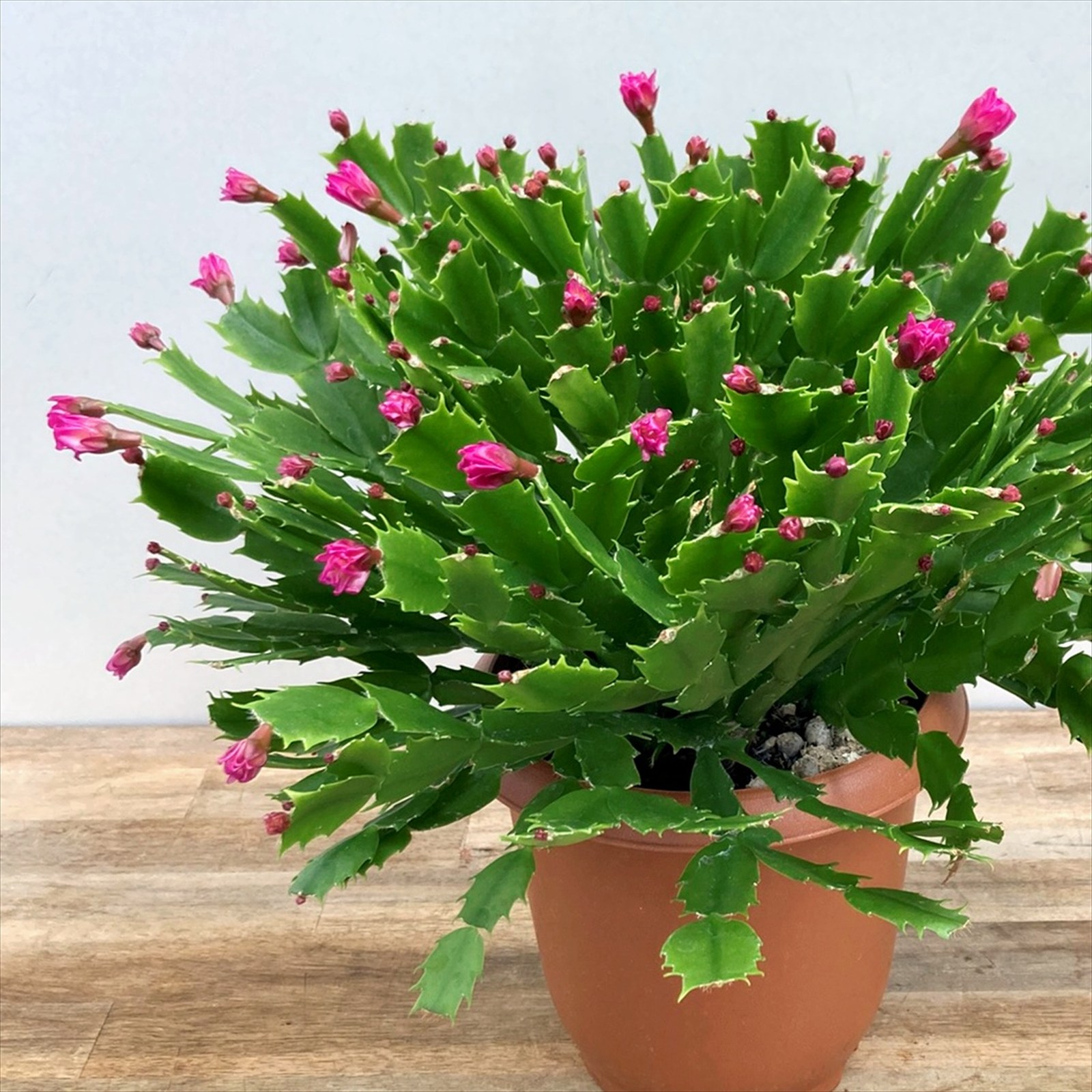 楽天市場】予約販売 バラ咲き デンマークカクタス ピンクローズ 5号鉢