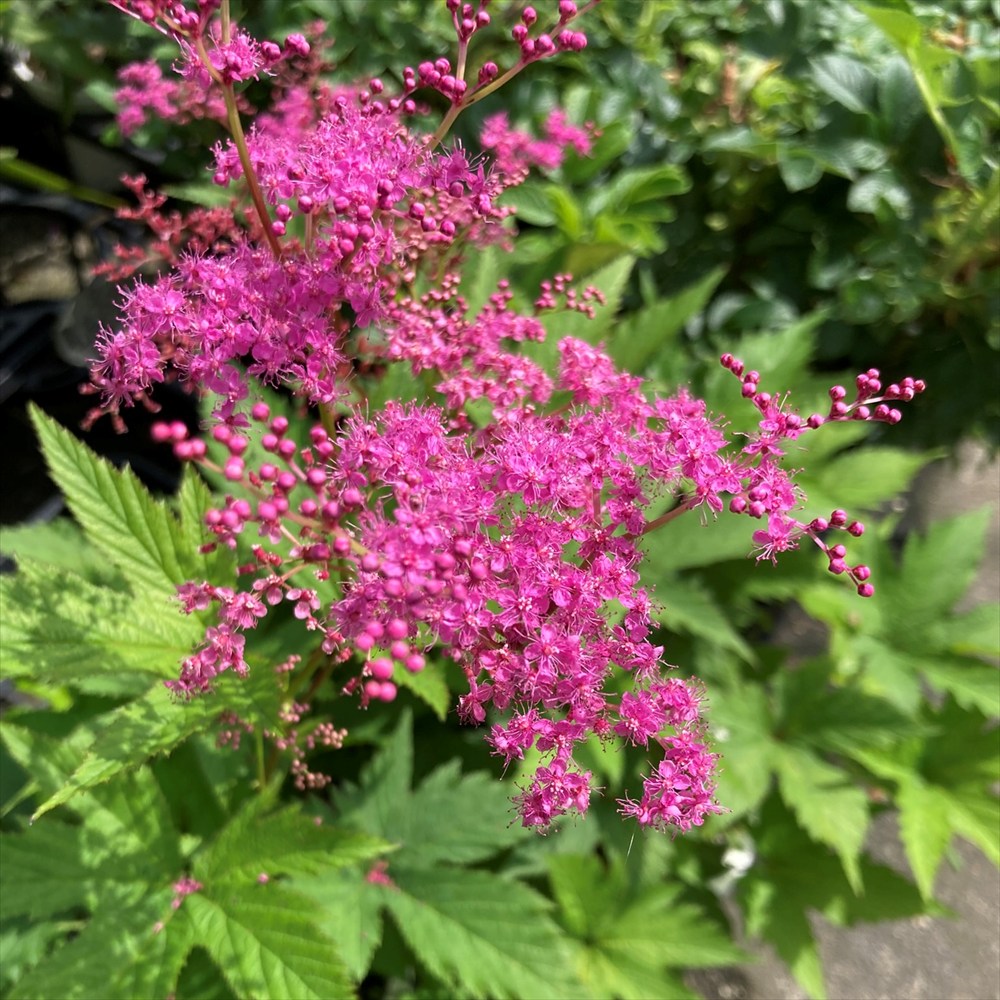 楽天市場】【花終わり】ブーゲンビリア カリフォルニアオレンジ 4号苗